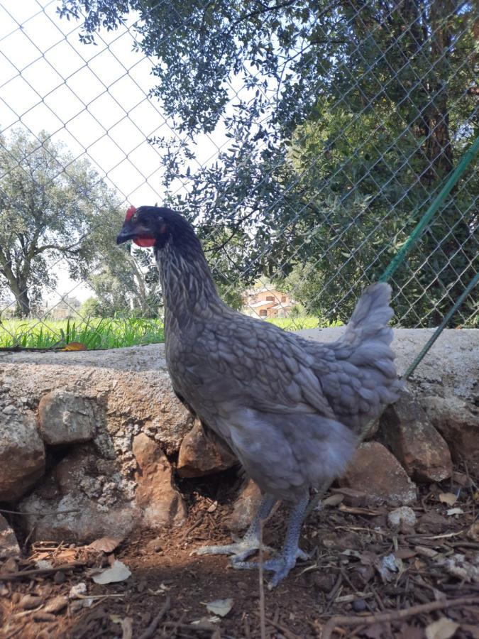 Farm stay Casale Rufo