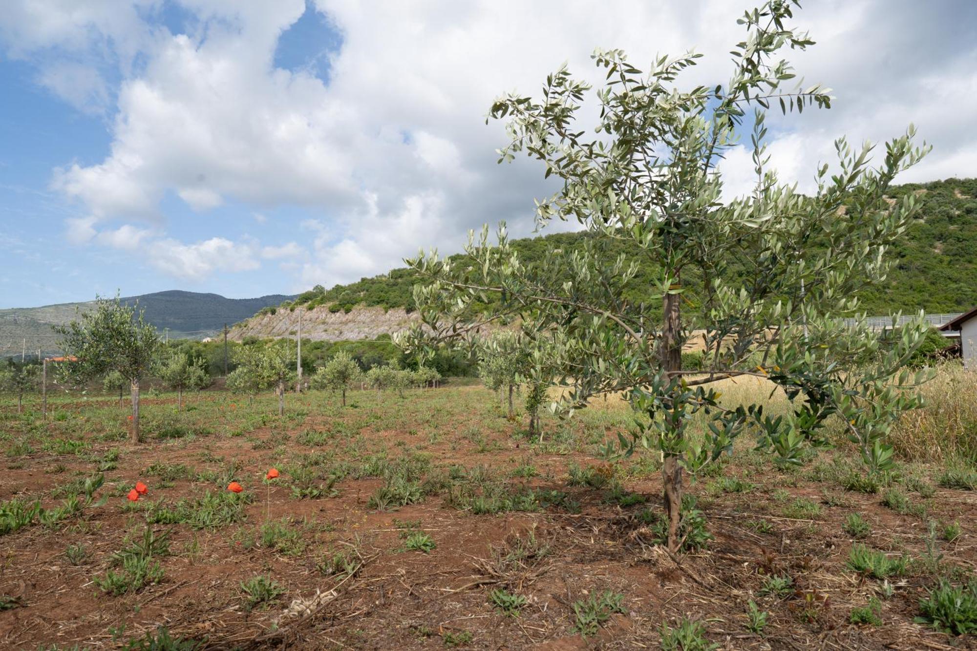 Casale Rufo