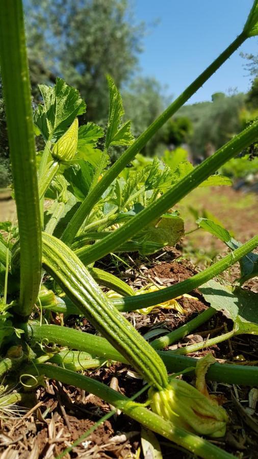 Casale Rufo Farm stay Sonnino